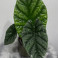 Alocasia Lukiwan - www.augi-plants.lv