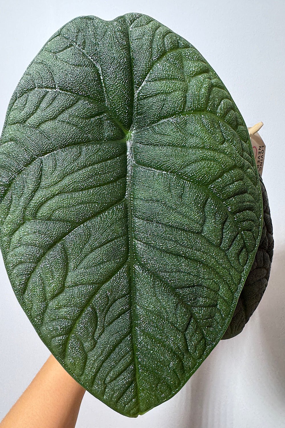Alocasia Melo - www.augi-plants.lv
