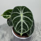 Alocasia Ninja - www.augi-plants.lv