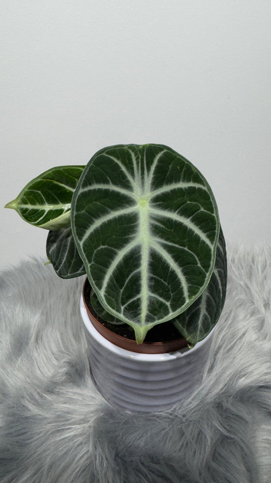 Alocasia Ninja - www.augi-plants.lv