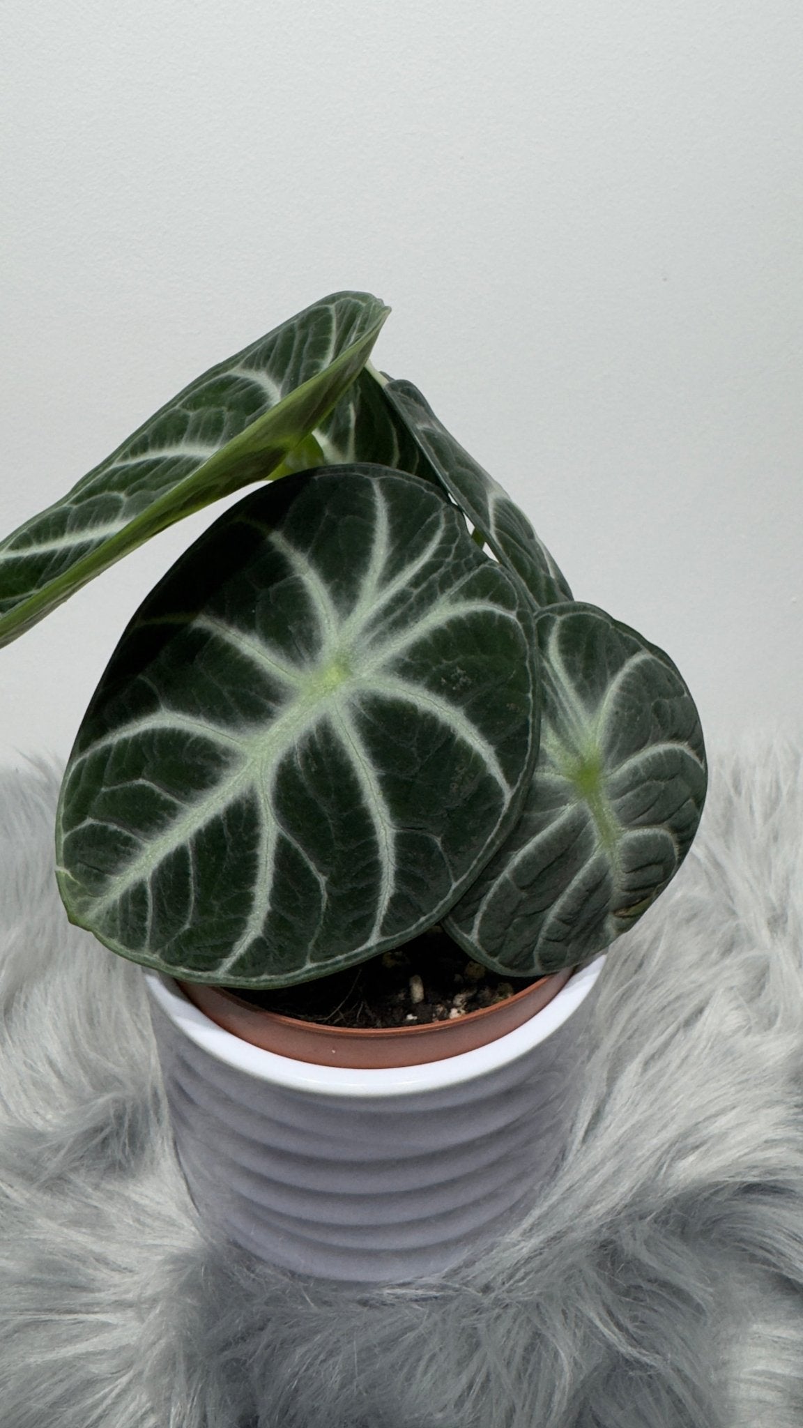 Alocasia Ninja - www.augi-plants.lv
