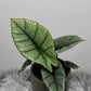 Alocasia Platinum - www.augi-plants.lv