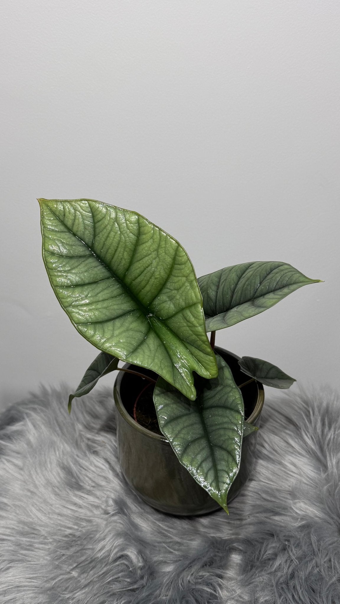 Alocasia Platinum - www.augi-plants.lv