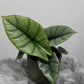 Alocasia Platinum - www.augi-plants.lv