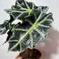 Alocasia Polly - www.augi-plants.lv