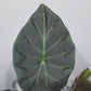 Alocasia Regal Shields - www.augi-plants.lv