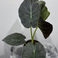 Alocasia Regal Shields - www.augi-plants.lv