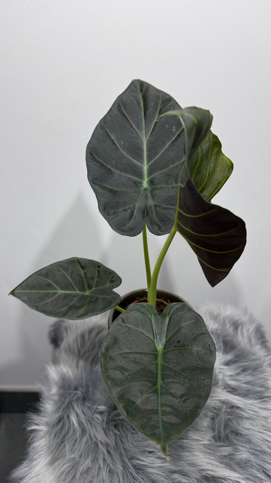 Alocasia Regal Shields - www.augi-plants.lv