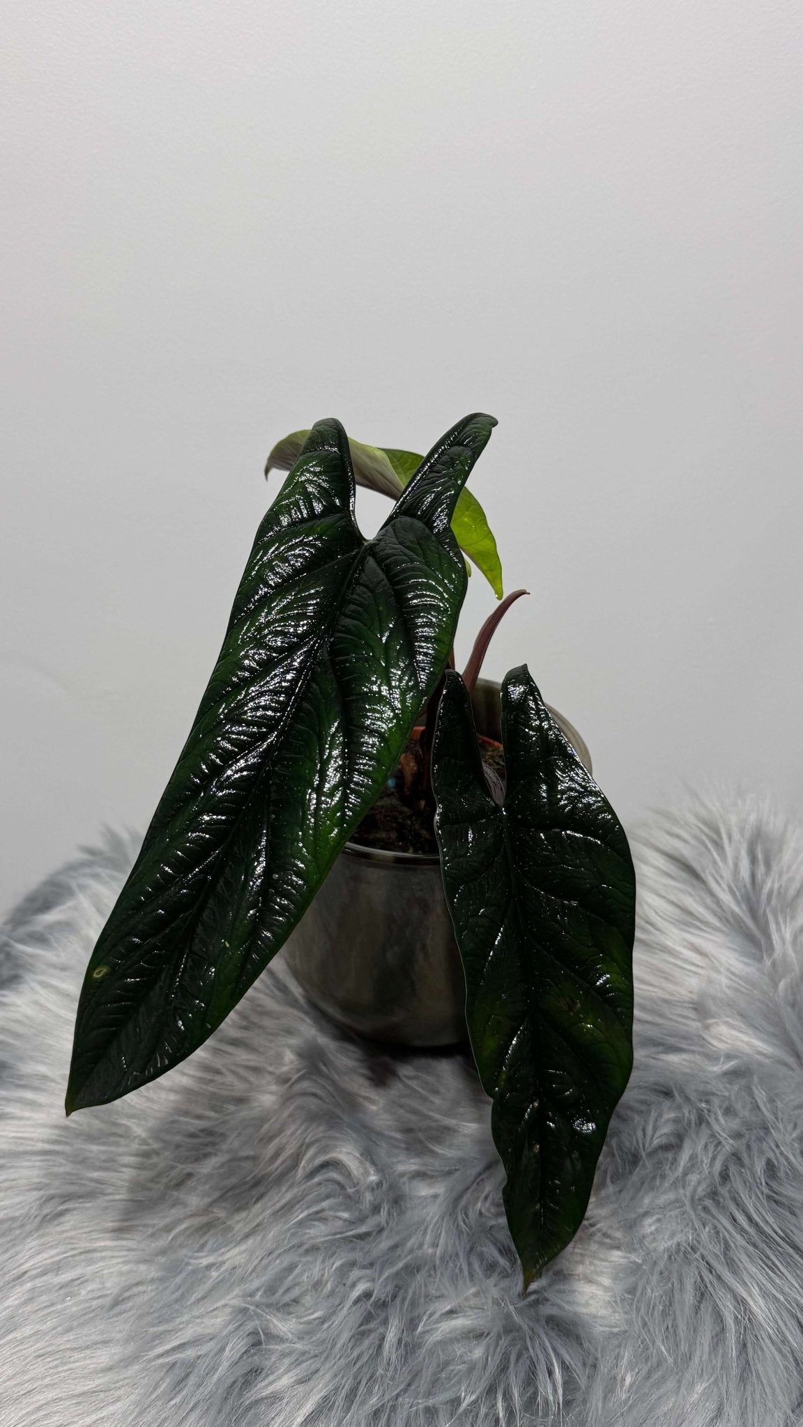 Alocasia Scalprum - www.augi-plants.lv