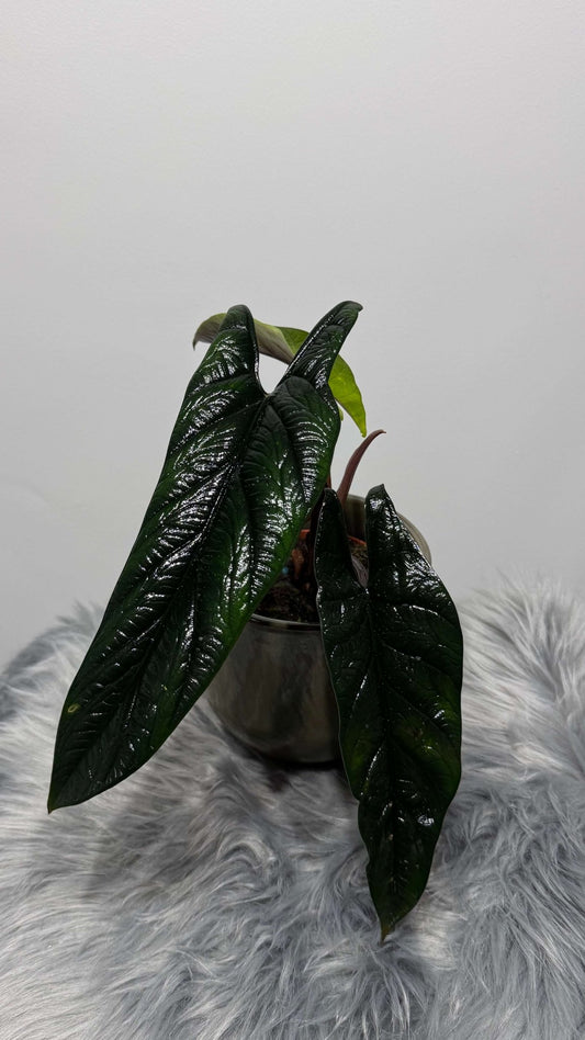 Alocasia Scalprum - www.augi-plants.lv