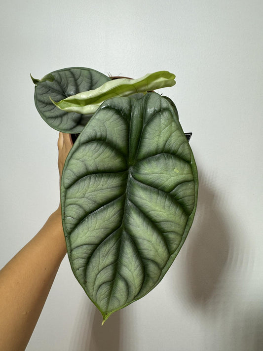 Alocasia Silver Dragon - www.augi-plants.lv