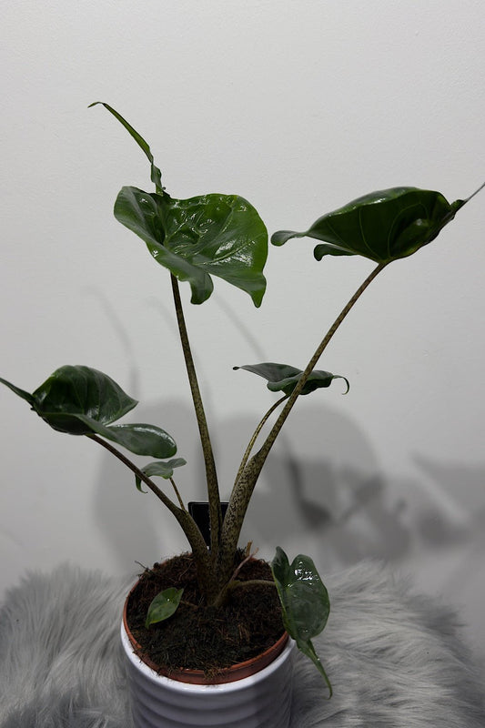 Alocasia Stingray - www.augi-plants.lv
