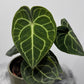 Anthurium Clarinervium - www.augi-plants.lv