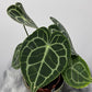 Anthurium Clarinervium - www.augi-plants.lv