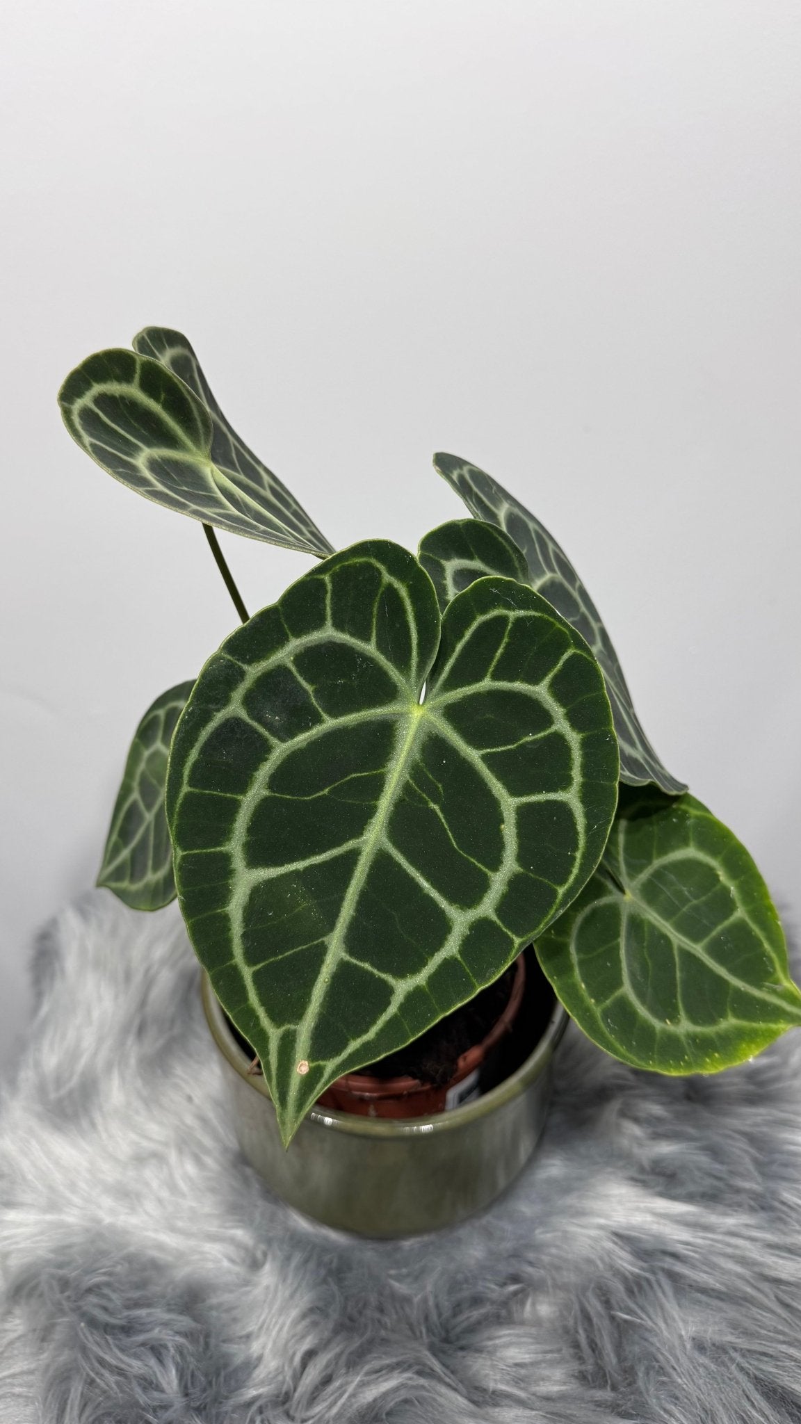 Anthurium Clarinervium - www.augi-plants.lv