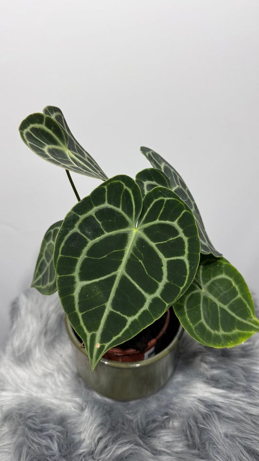 Anthurium Clarinervium - www.augi-plants.lv