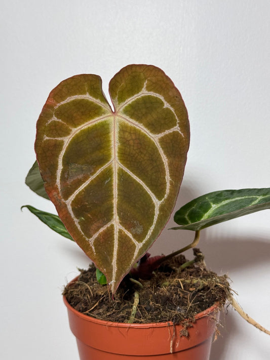 Anthurium crystallinum - www.augi-plants.lv
