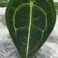 Anthurium Forgetti x nigrolaminum - www.augi-plants.lv