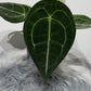 Anthurium Forgetti x nigrolaminum - www.augi-plants.lv
