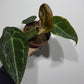Anthurium Forgetti x nigrolaminum - www.augi-plants.lv