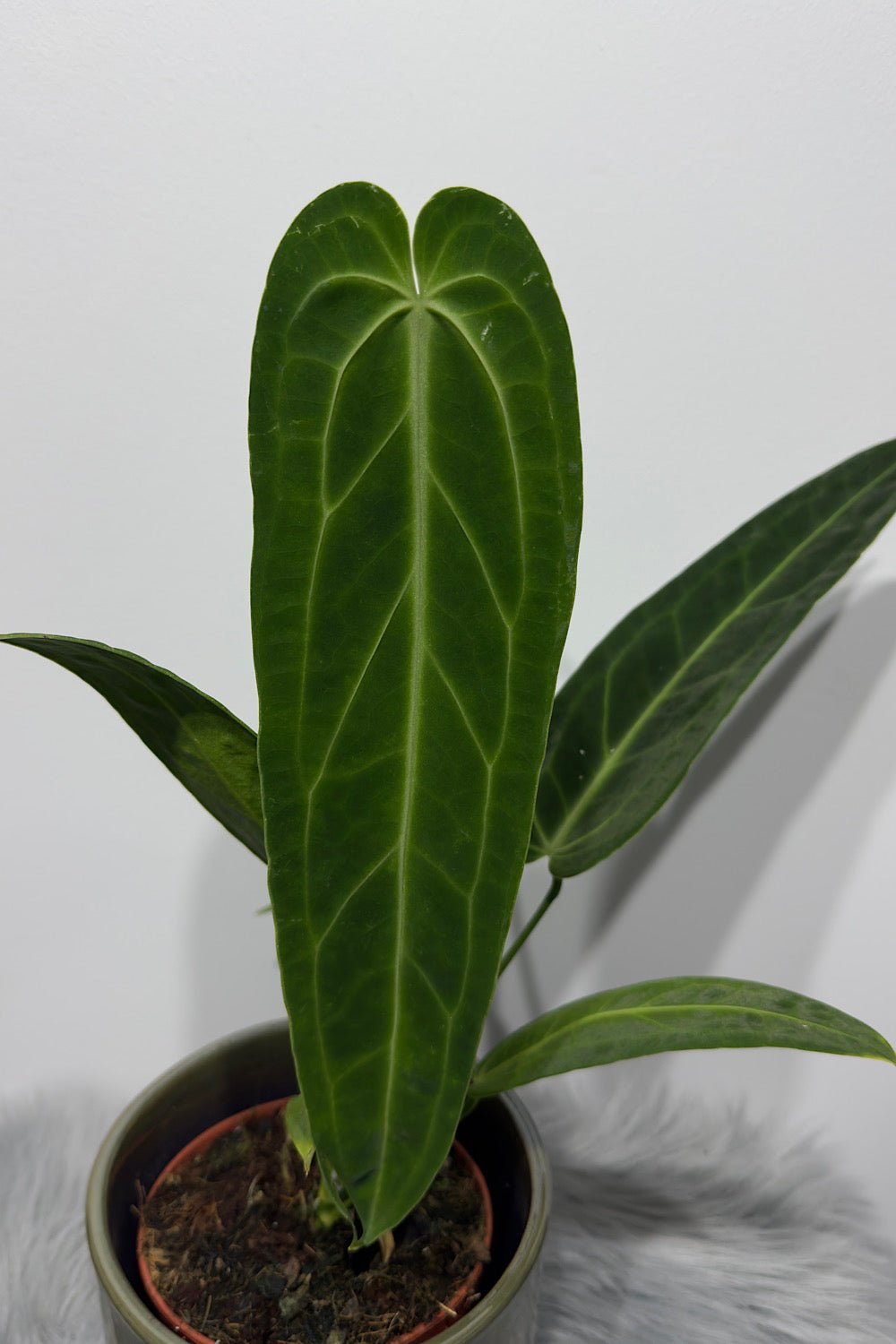 Anthurium Warocqueanum - www.augi-plants.lv