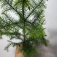 Araucaria Heterophyl - www.augi-plants.lv