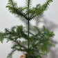 Araucaria Heterophyl - www.augi-plants.lv