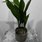 Aspidistra elatior Mājas svētība - www.augi-plants.lv