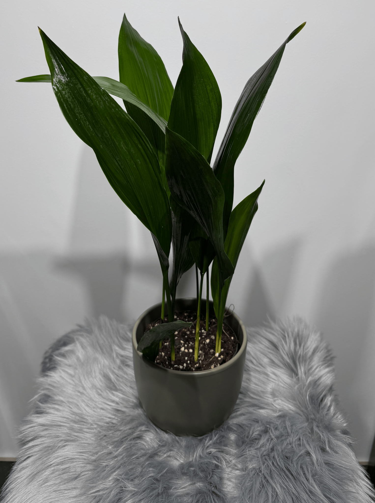 Aspidistra elatior Mājas svētība - www.augi-plants.lv