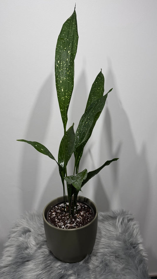 Aspidistra elatior Milky Way Mājas svētība - www.augi-plants.lv