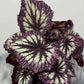 Begonia Fireworks - www.augi-plants.lv