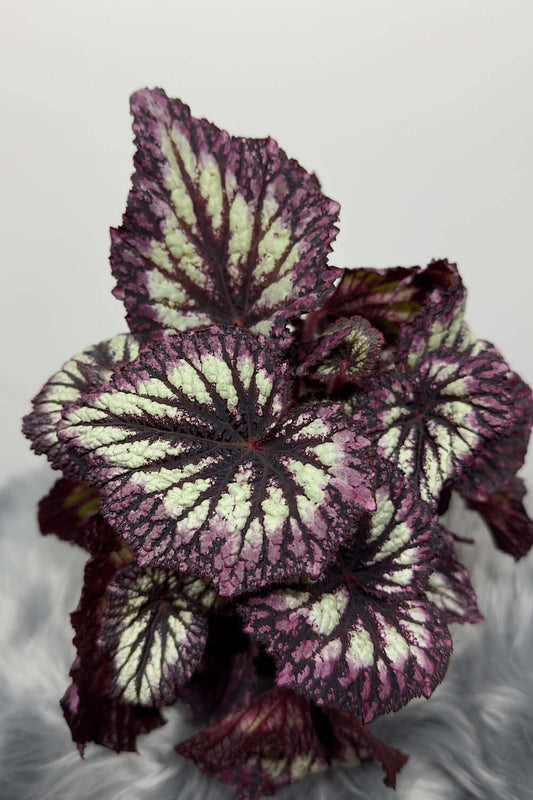 Begonia Fireworks - www.augi-plants.lv