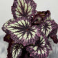Begonia Fireworks - www.augi-plants.lv