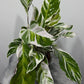 Calathea Fusion White - www.augi-plants.lv