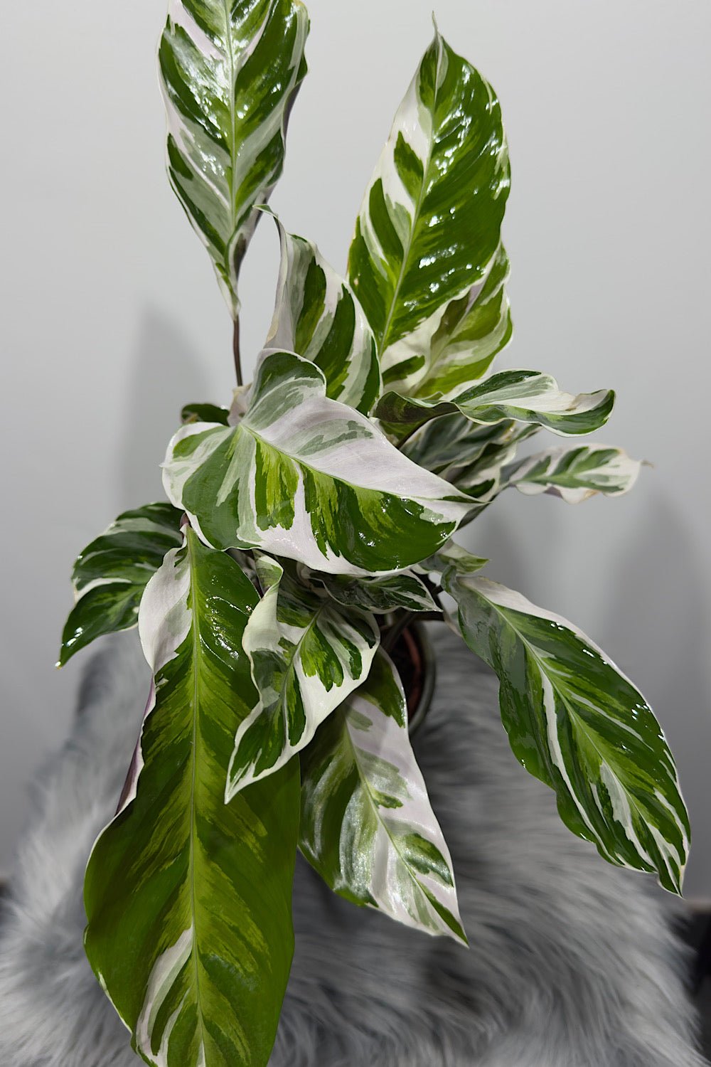 Calathea Fusion White - www.augi-plants.lv