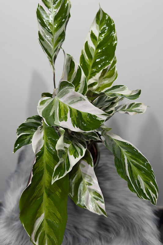 Calathea Fusion White - www.augi-plants.lv