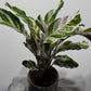 Calathea Fusion White - www.augi-plants.lv