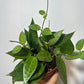 Hoya Parasitica - www.augi-plants.lv