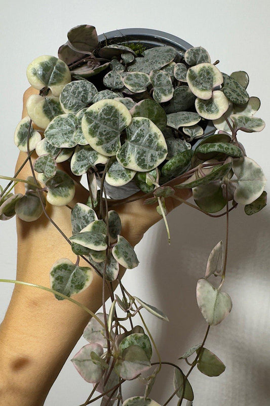 Ceropegia Woodii variegata String of hearts variegata - www.augi-plants.lv