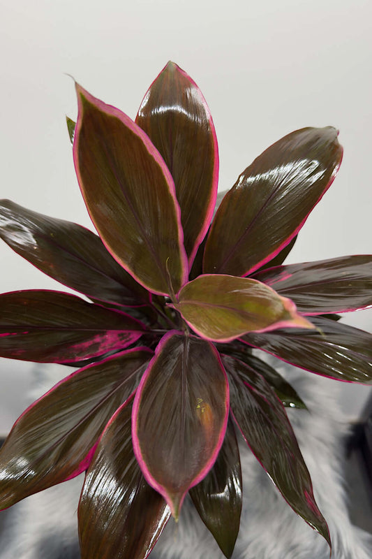Cordyline 1 - www.augi-plants.lv