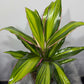 Cordyline 2 - www.augi-plants.lv