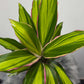 Cordyline 2 - www.augi-plants.lv