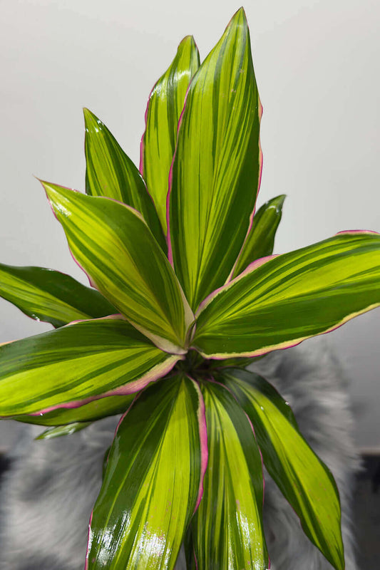 Cordyline 2 - www.augi-plants.lv