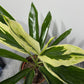 Cordyline 3 - www.augi-plants.lv
