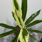Cordyline 3 - www.augi-plants.lv