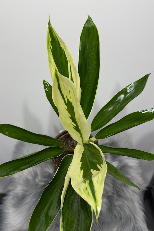 Cordyline 3 - www.augi-plants.lv