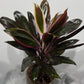 Cordyline 4 - www.augi-plants.lv