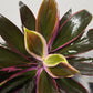 Cordyline 4 - www.augi-plants.lv