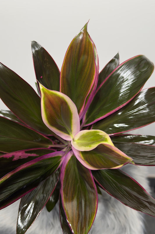 Cordyline 4 - www.augi-plants.lv