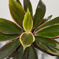 Cordyline 5 - www.augi-plants.lv